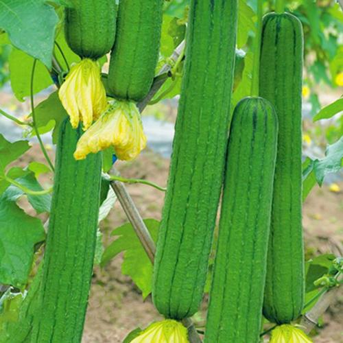鼎牌優比/三比1/6號肉絲瓜種子 早熟高產、四季可種的優選蔬菜